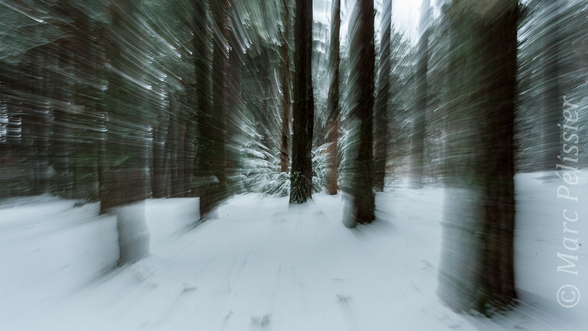 Le flux de la forêt