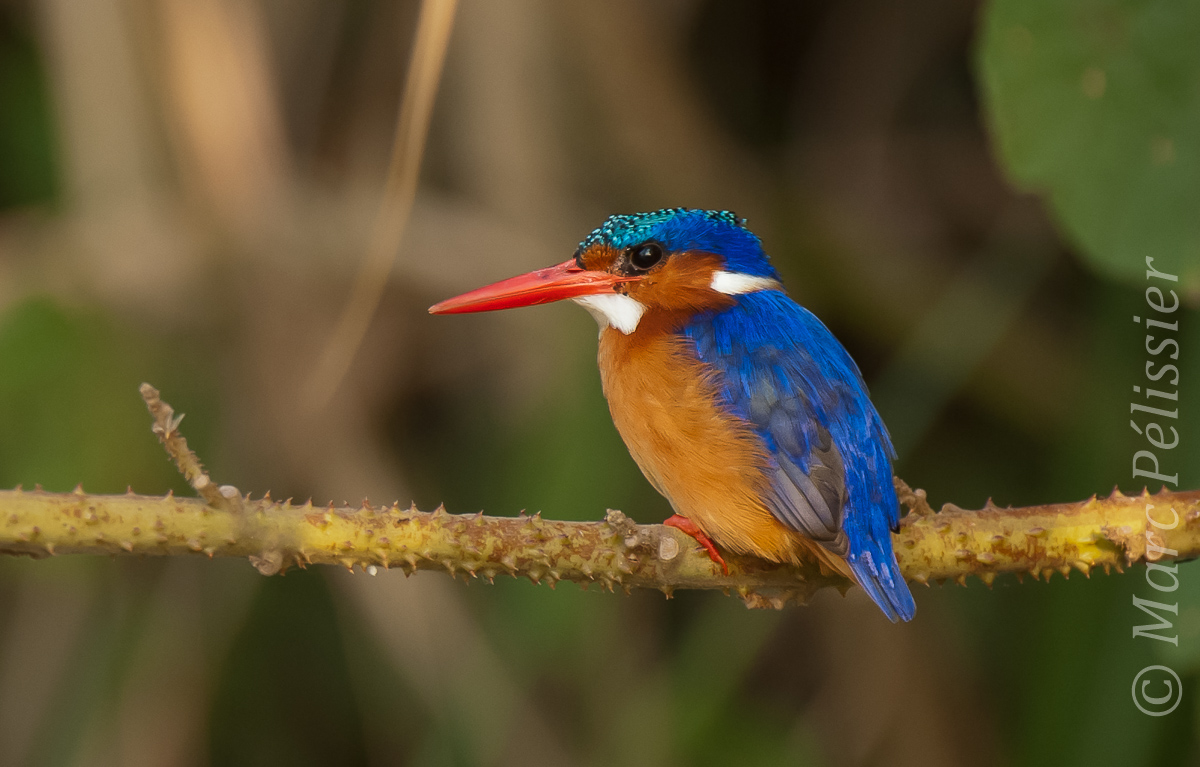 Alcedo Cristata