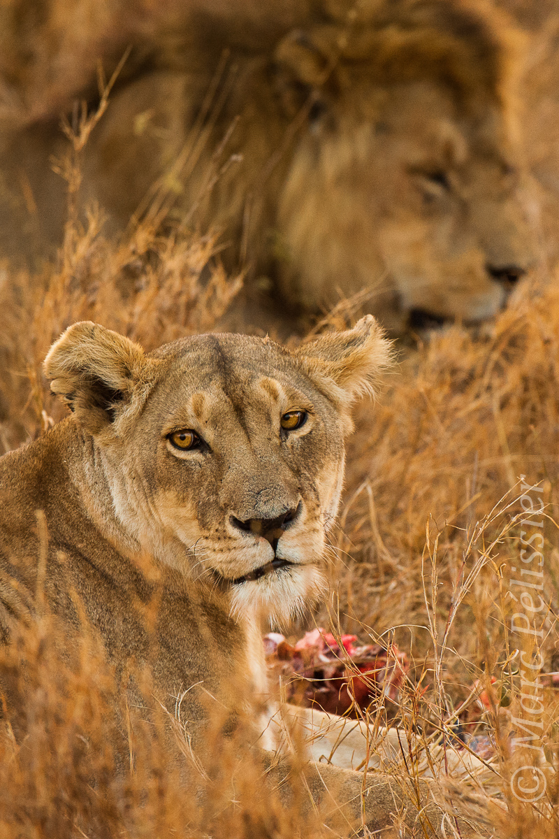 Le petit-déjeuner de la lionne