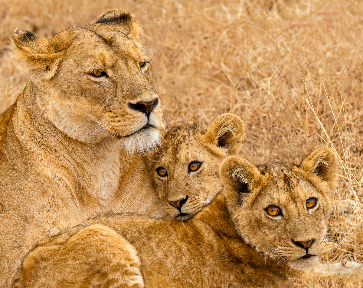 Ngorongoro proud mother