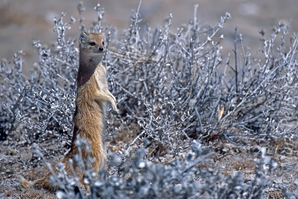 Yellow mongoose