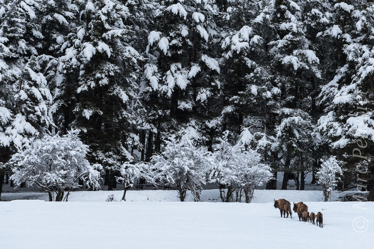 Aube hivernale des bisons